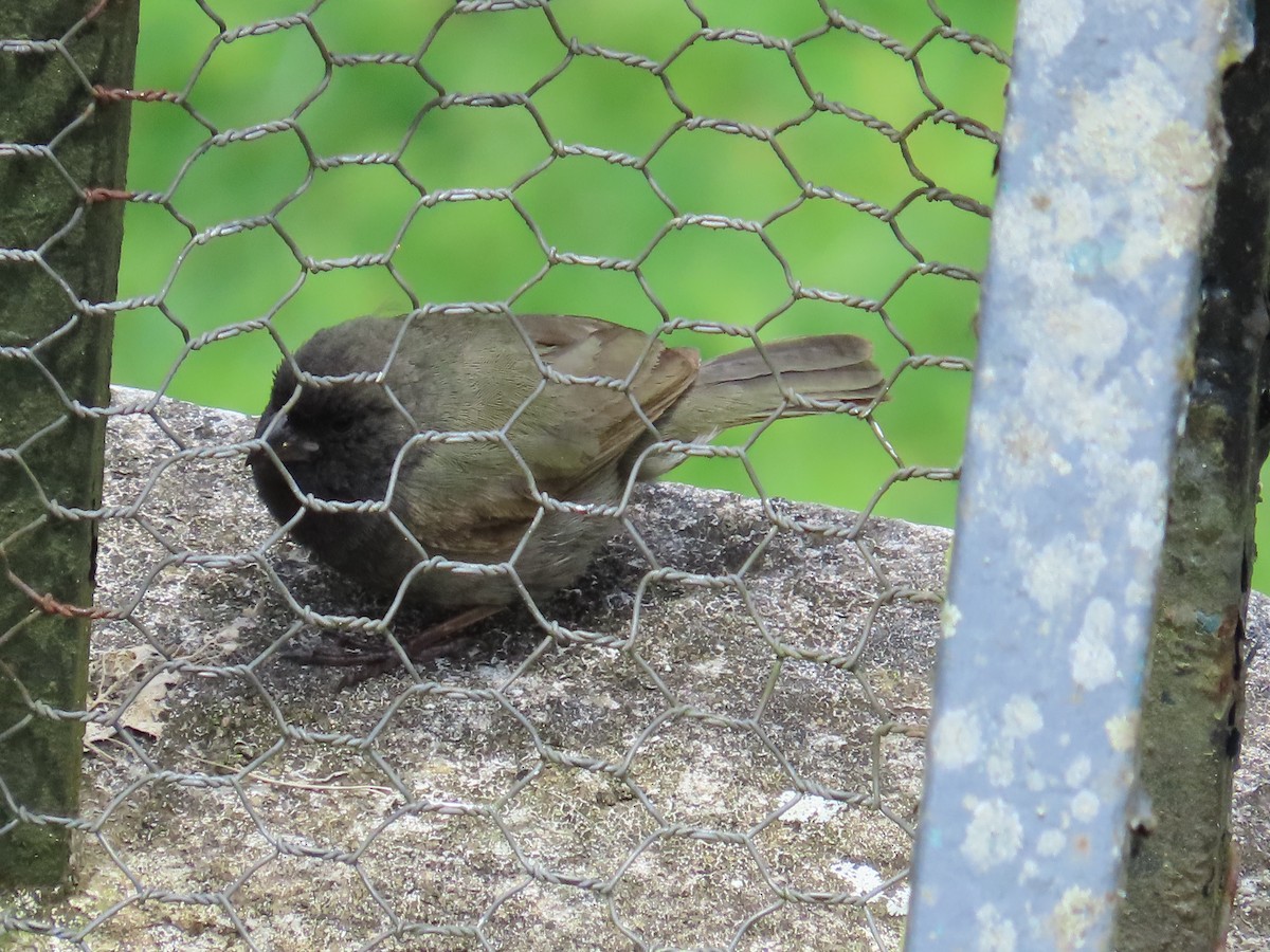 Black-faced Grassquit - ML642408094