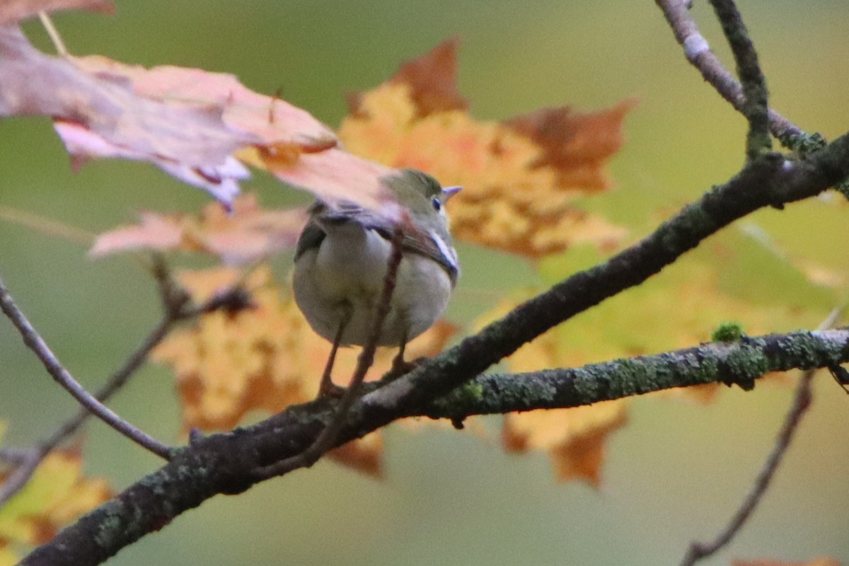Blackpoll Warbler - ML642408097