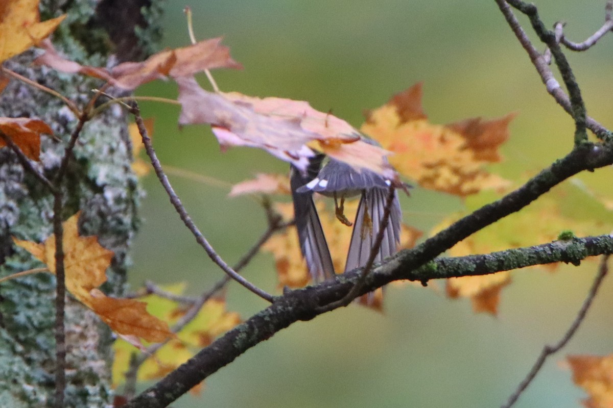 Blackpoll Warbler - ML642408100