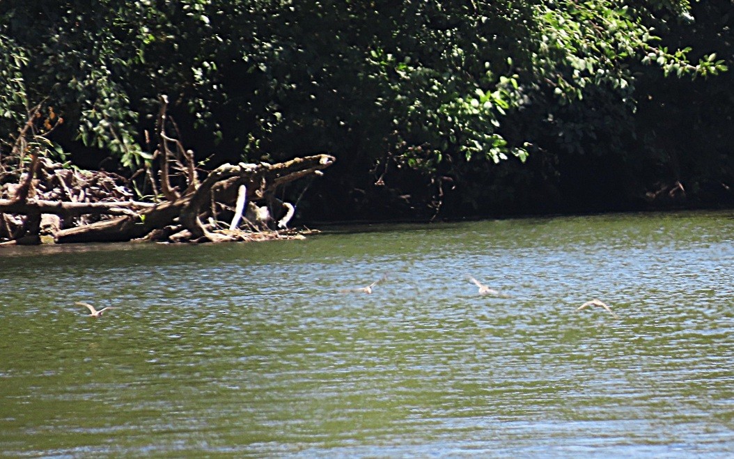 Drosseluferläufer - ML642408109