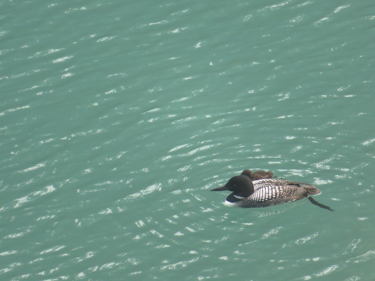 Common Loon - Tony Lammers