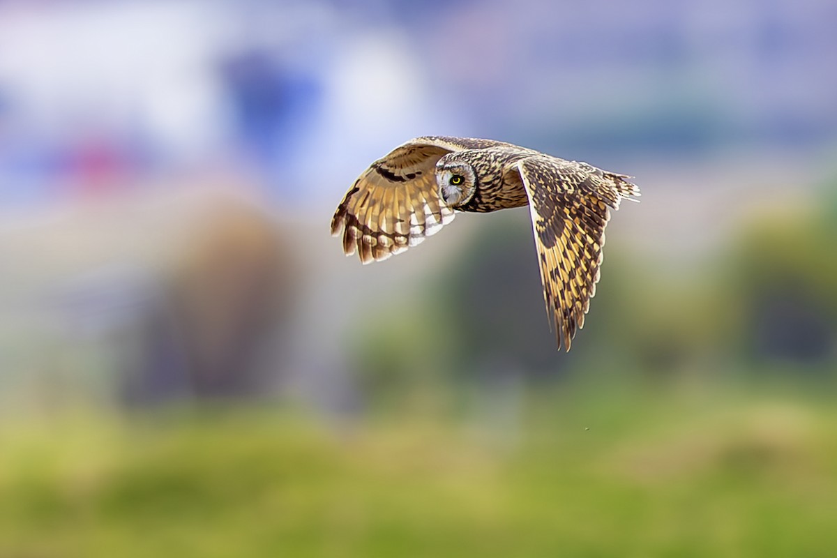 Short-eared Owl - ML642408113