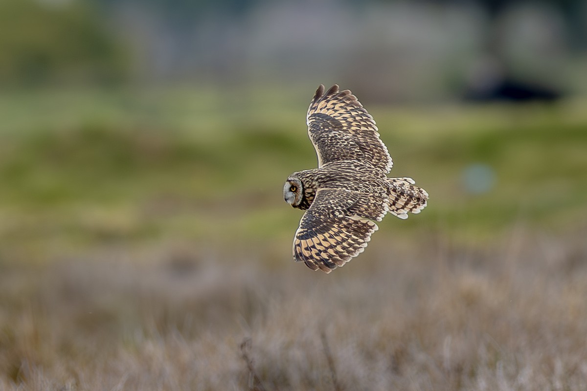 Short-eared Owl - ML642408114