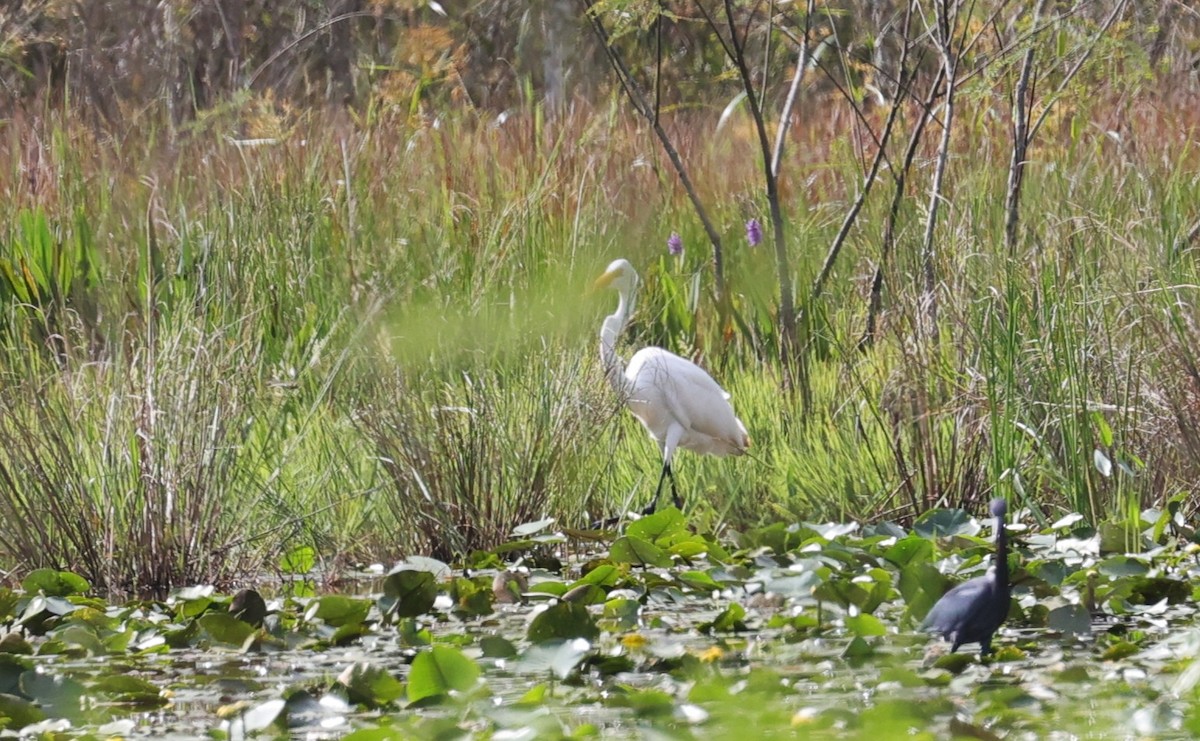 Great Egret - ML642408124