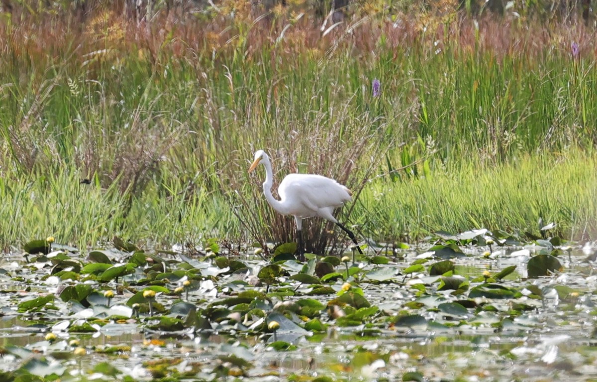 Great Egret - ML642408125