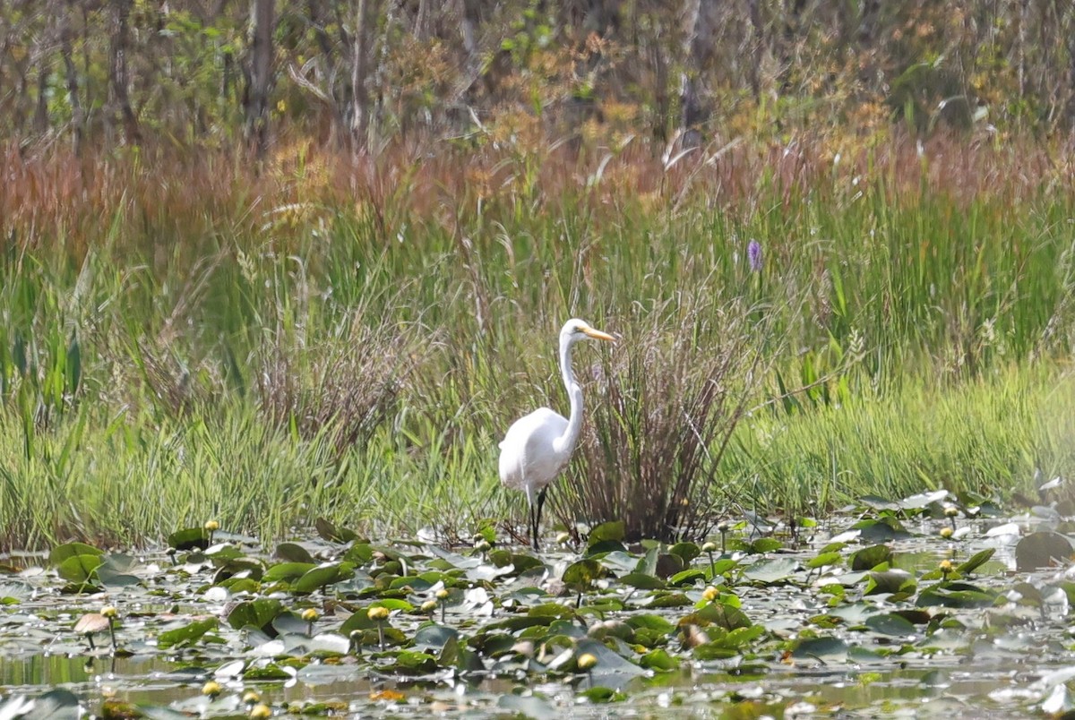 Great Egret - ML642408126