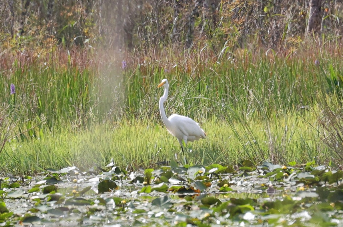 Great Egret - ML642408127
