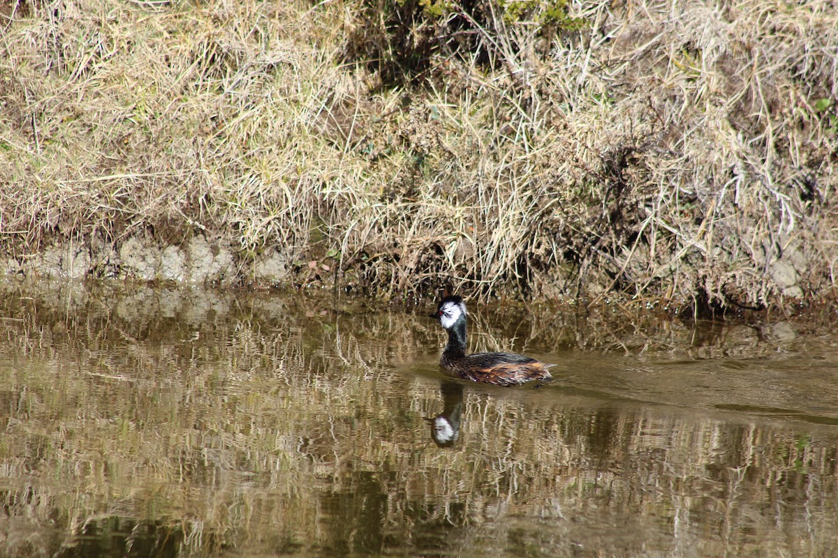 White-tufted Grebe - ML642408128