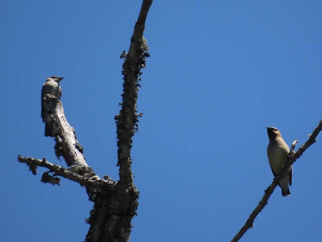 Cedar Waxwing - ML642408129