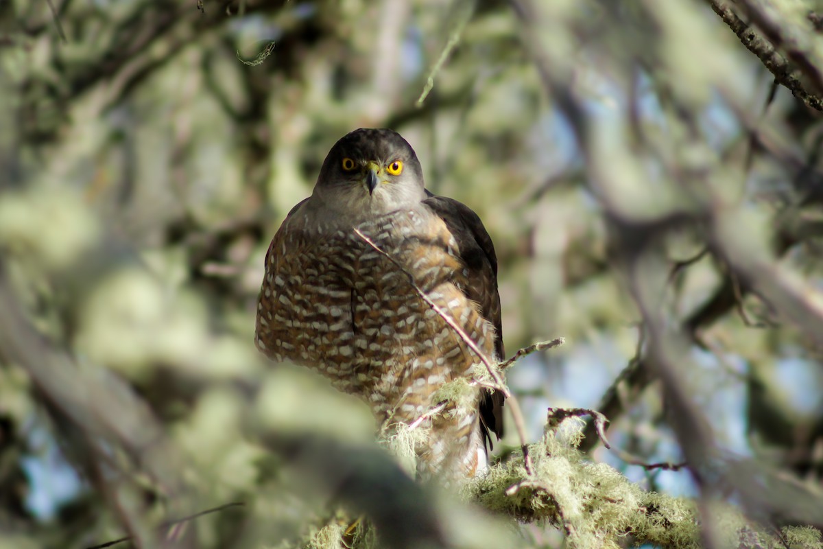 Chilean Hawk - ML642408140