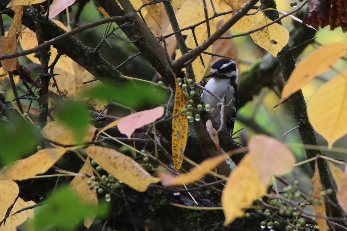 Downy Woodpecker - ML642408143
