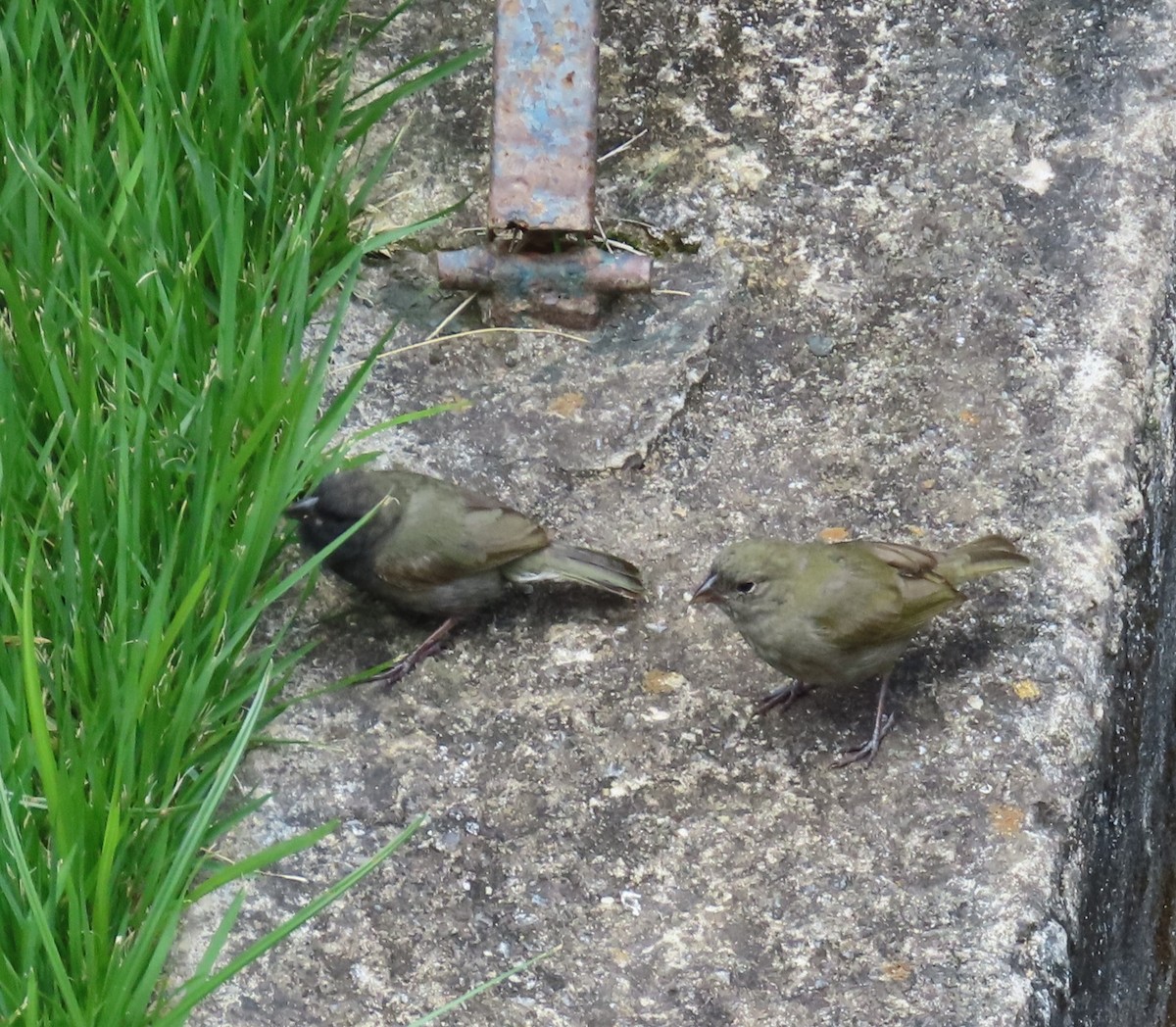 Black-faced Grassquit - ML642408144