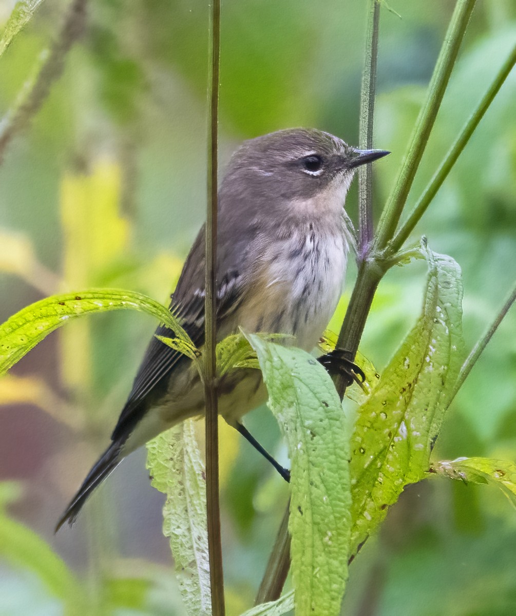 Yellow-rumped Warbler - ML642408148
