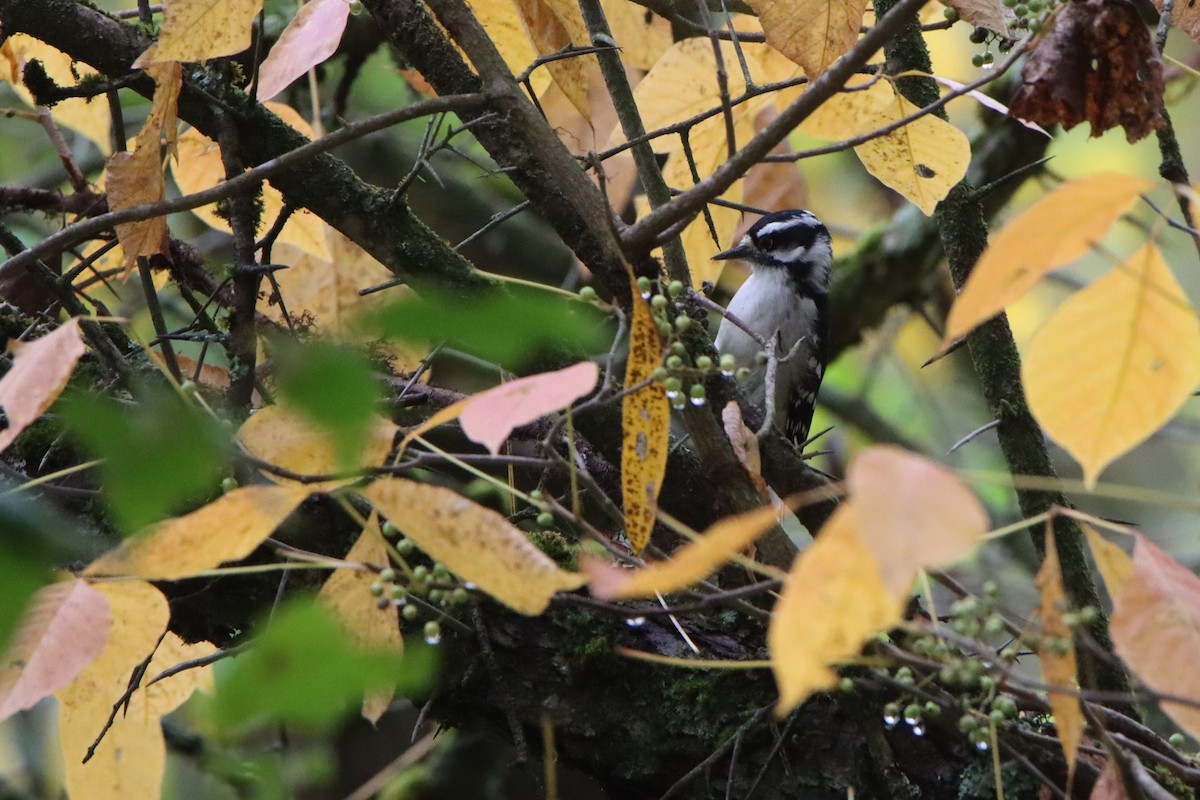 Downy Woodpecker - ML642408149