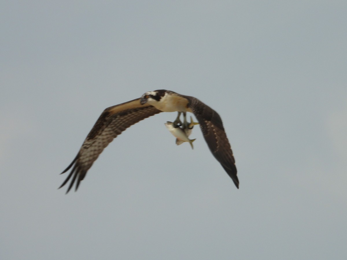 Osprey - ML642408150