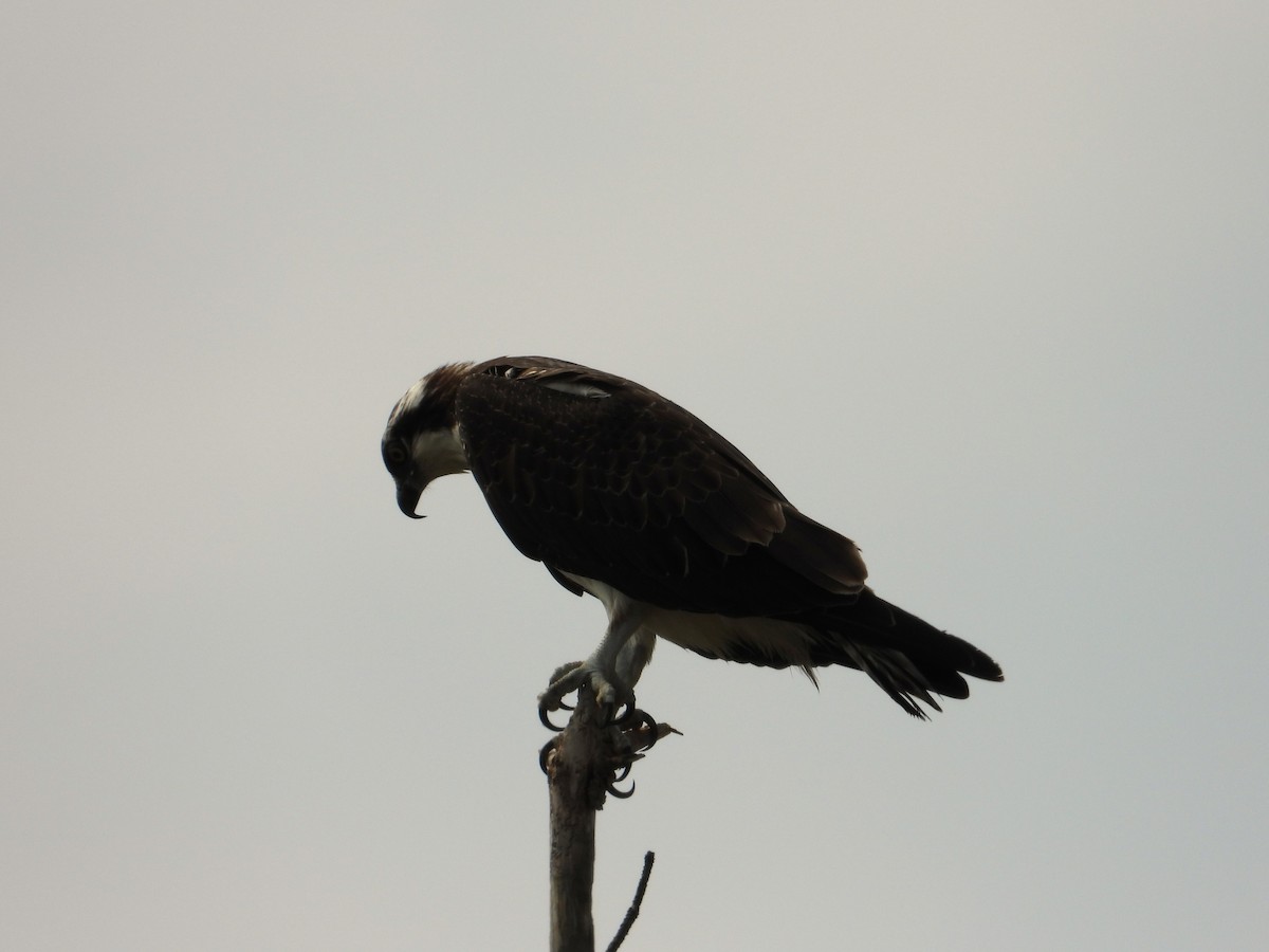 Osprey - ML642408151