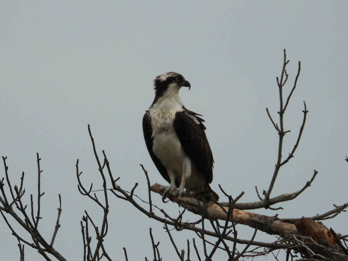 Osprey - ML642408152