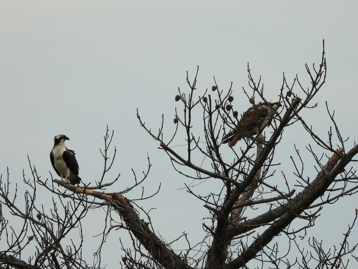 Osprey - ML642408153