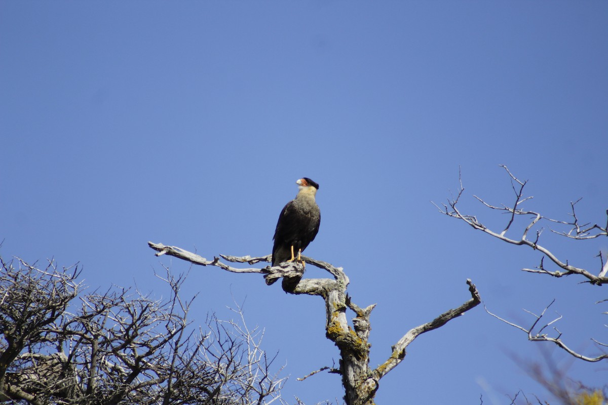 Crested Caracara (Southern) - ML642408157