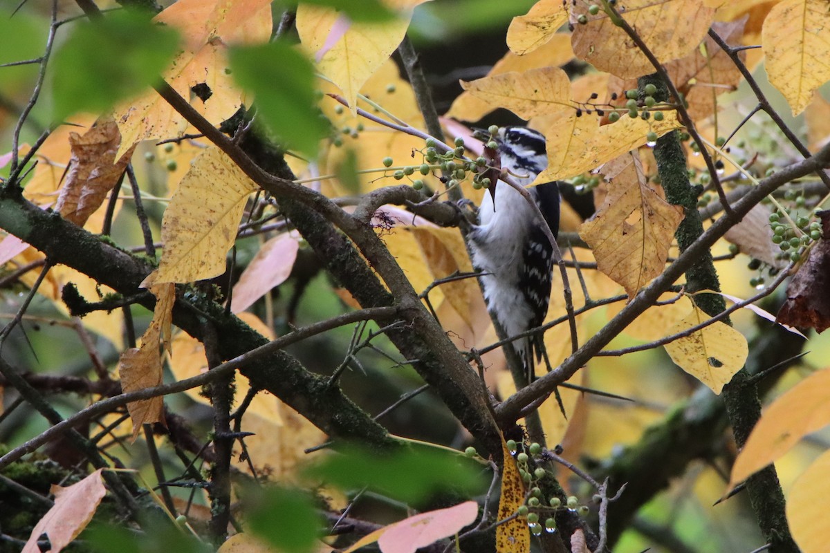 Downy Woodpecker - ML642408158