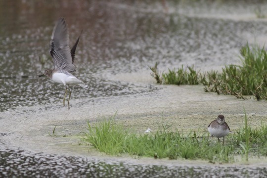 Solitary Sandpiper - ML642408159