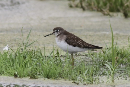 Solitary Sandpiper - ML642408160