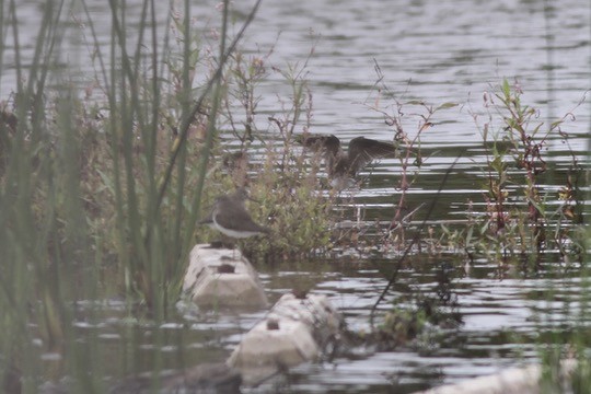 Solitary Sandpiper - ML642408161