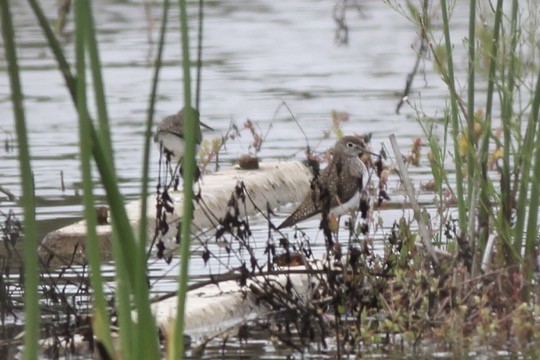 Solitary Sandpiper - ML642408162
