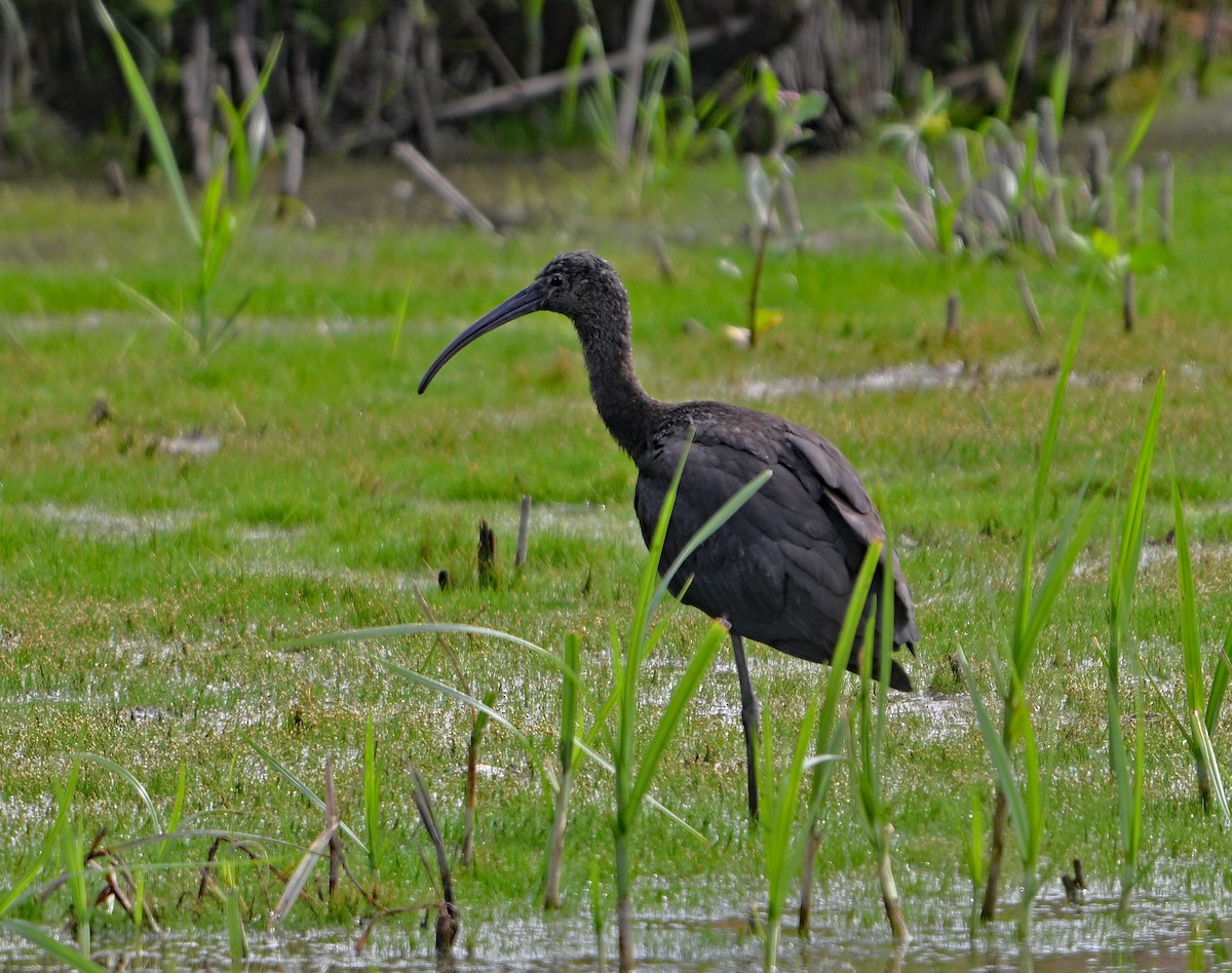 Glossy Ibis - ML642408163