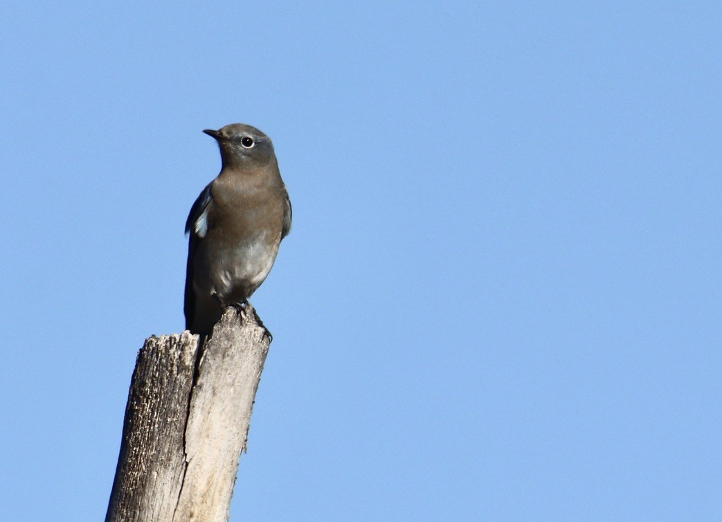 Mountain Bluebird - ML642408164