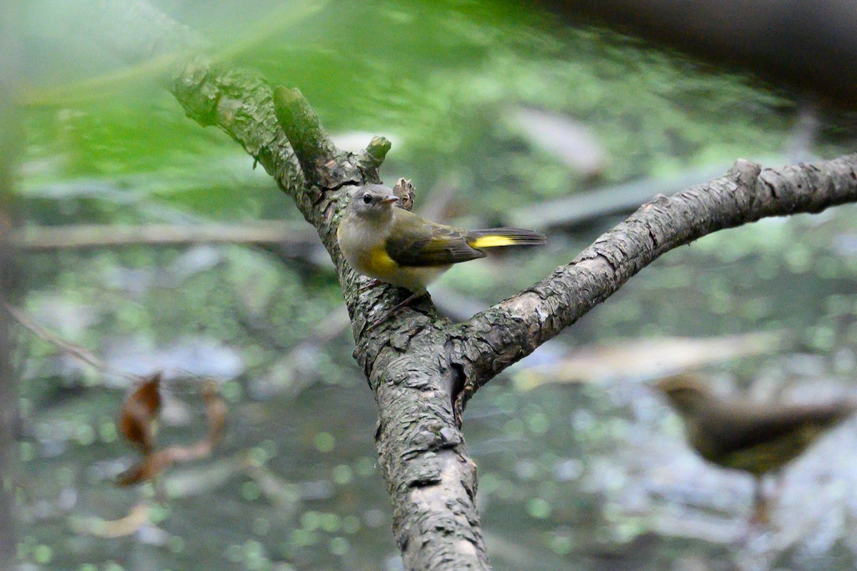 American Redstart - ML642408165