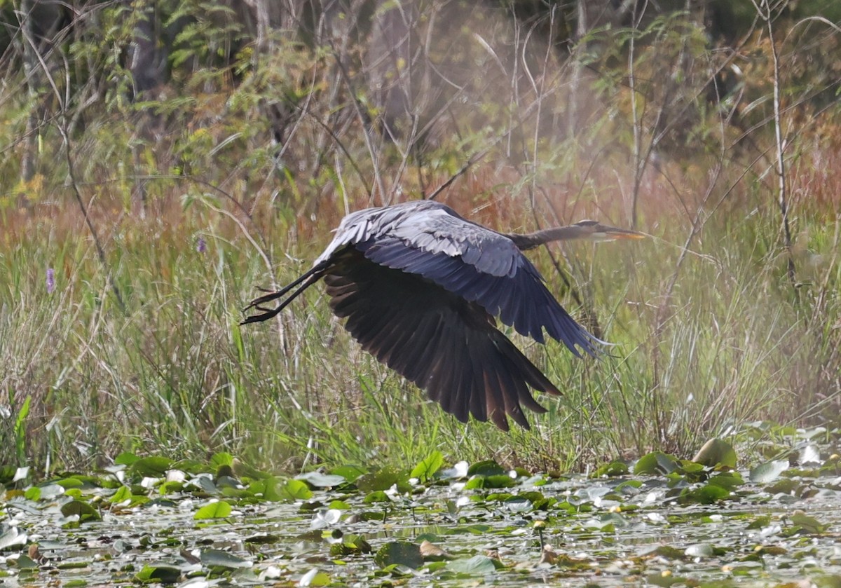 Great Blue Heron - ML642408166