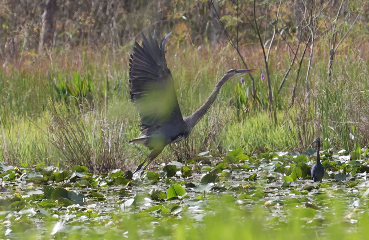 Great Blue Heron - ML642408167