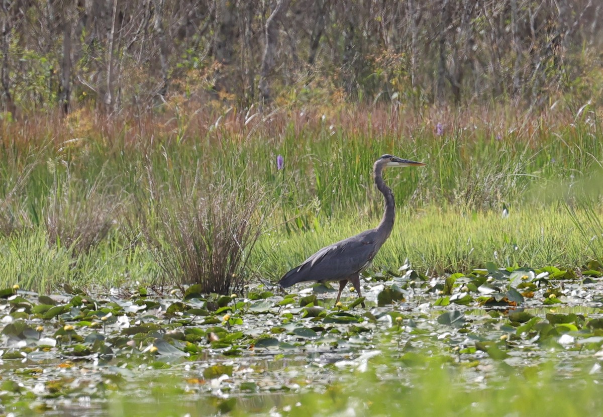 Great Blue Heron - ML642408168