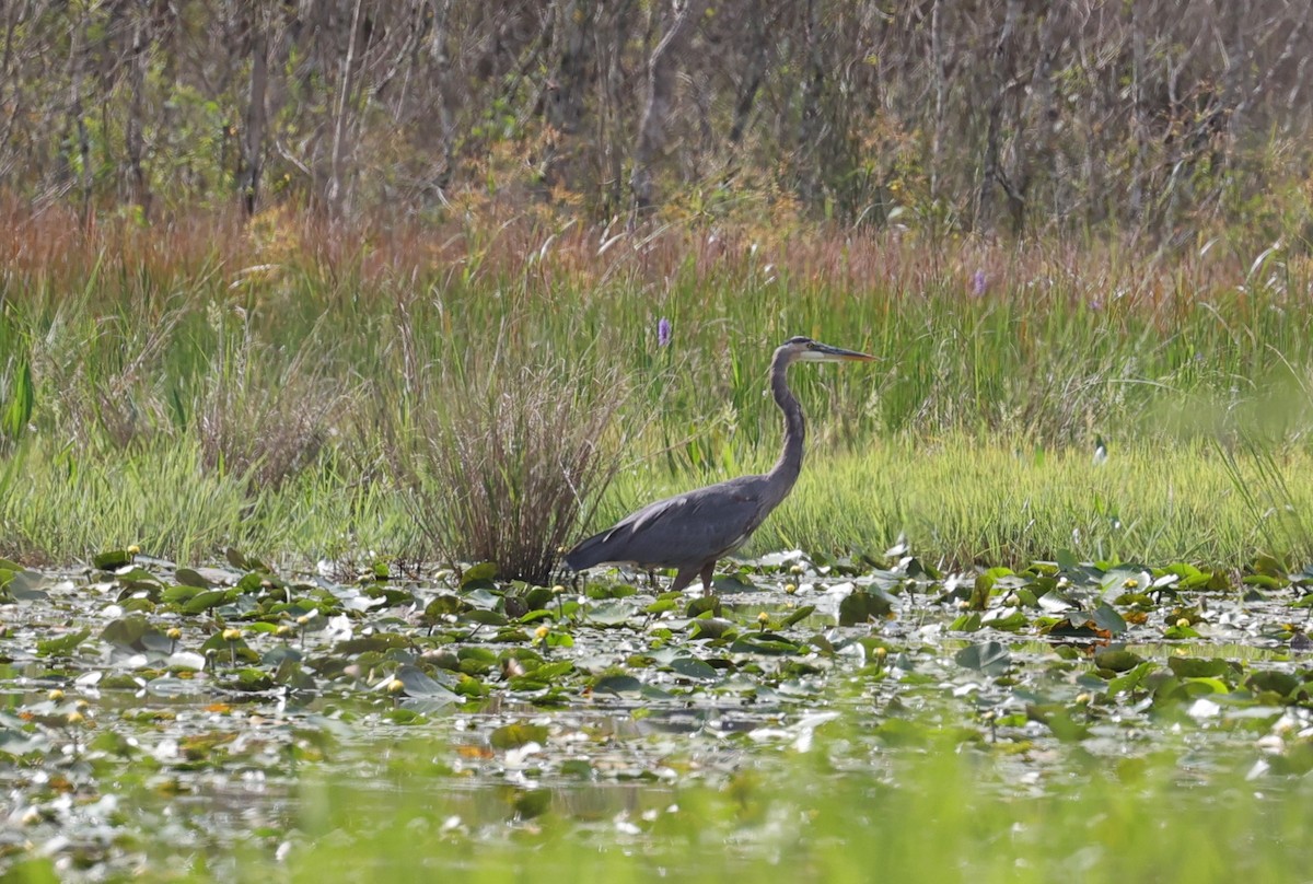 Great Blue Heron - ML642408169