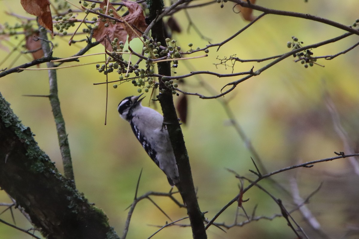 Downy Woodpecker - ML642408170