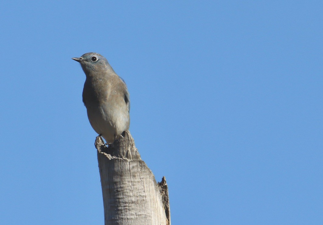 Mountain Bluebird - ML642408171