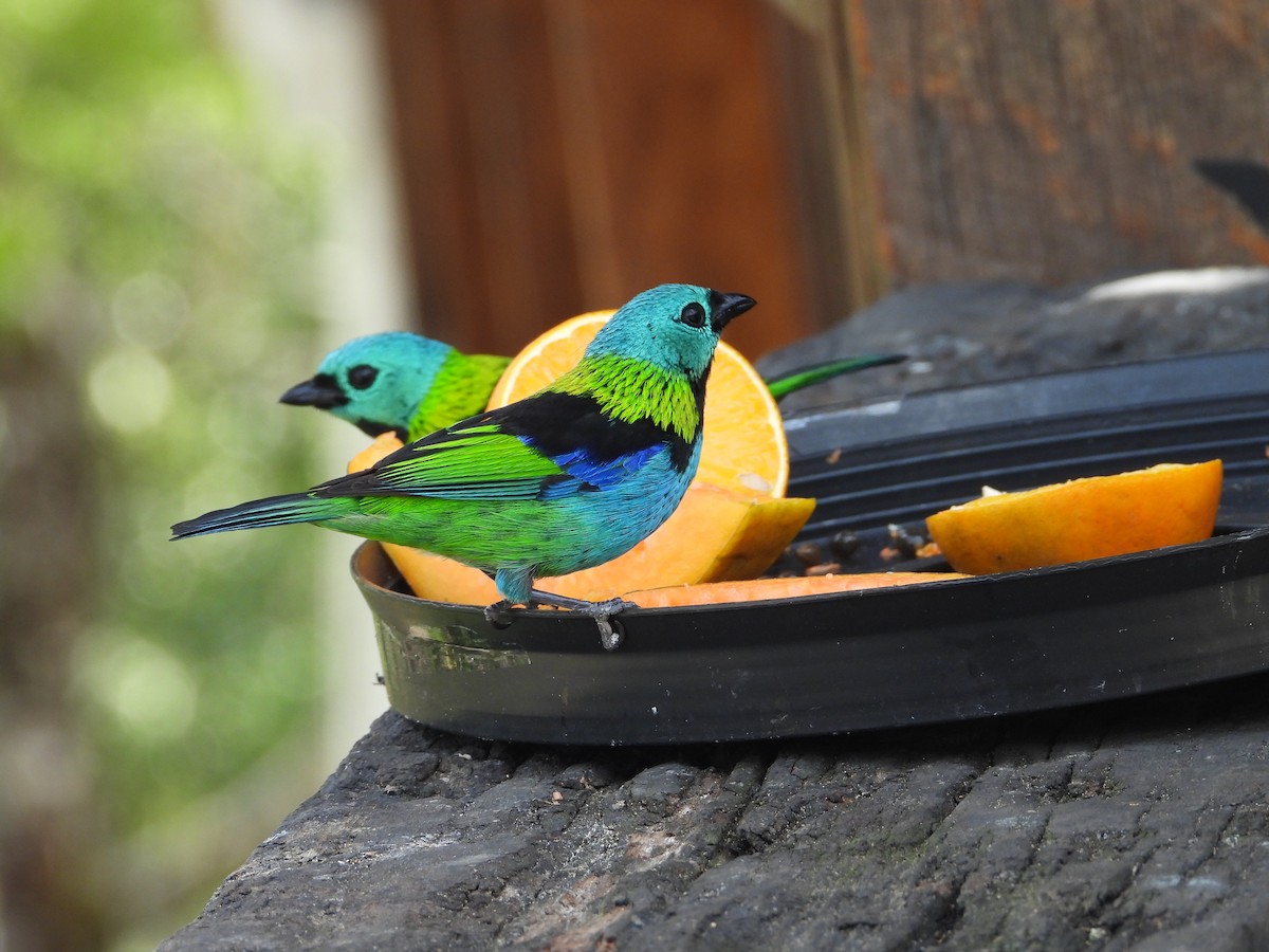 Green-headed Tanager - ML642408172