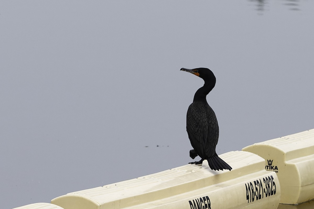 Double-crested Cormorant - ML642408174