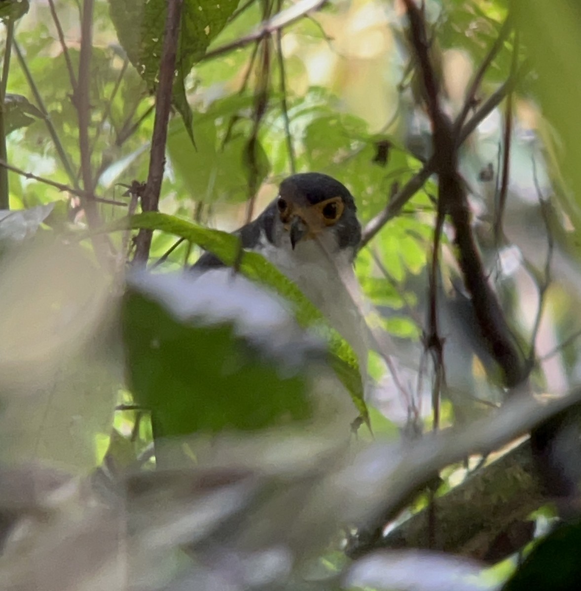 Slaty-backed Forest-Falcon - ML642408175
