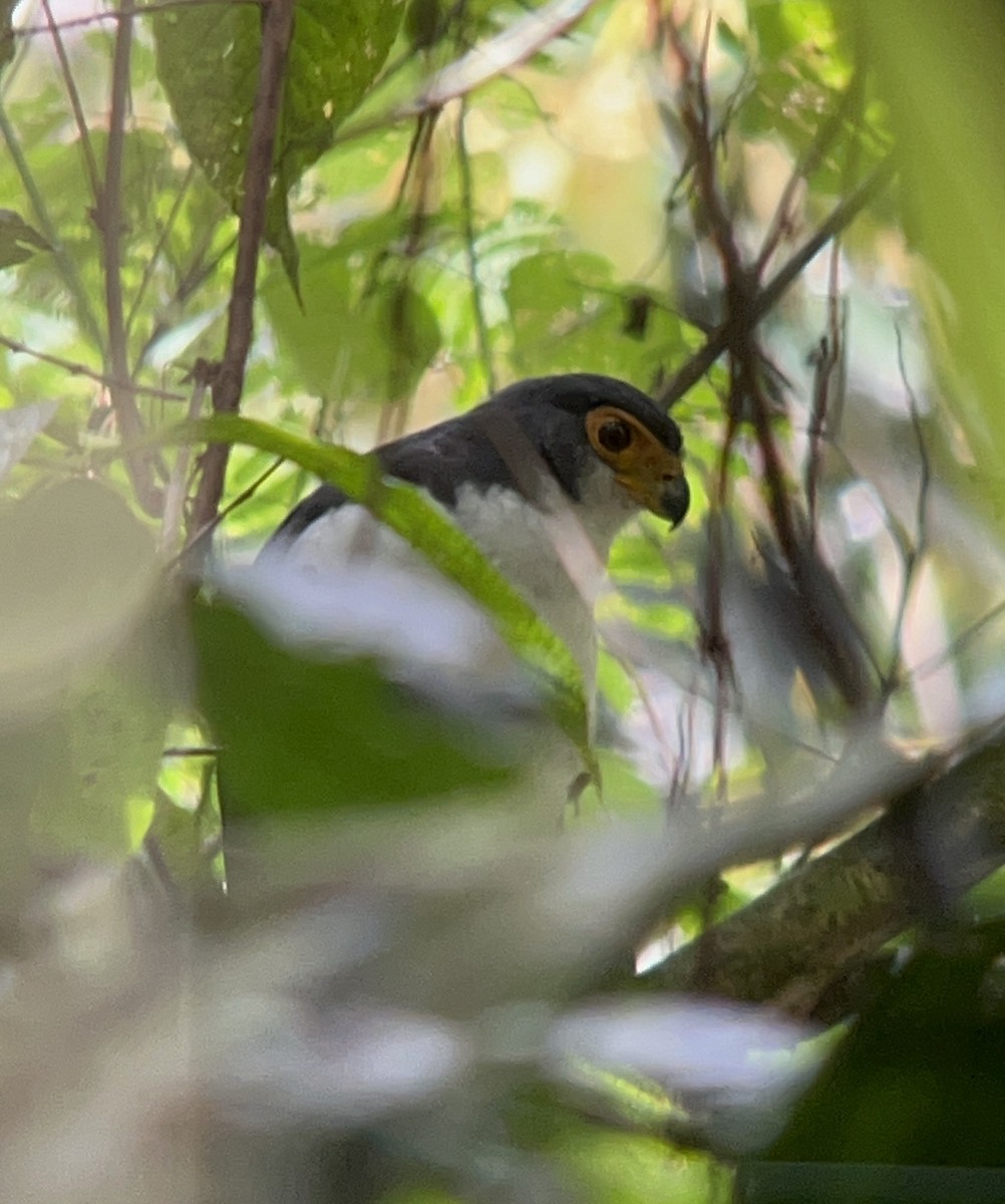 Slaty-backed Forest-Falcon - ML642408176