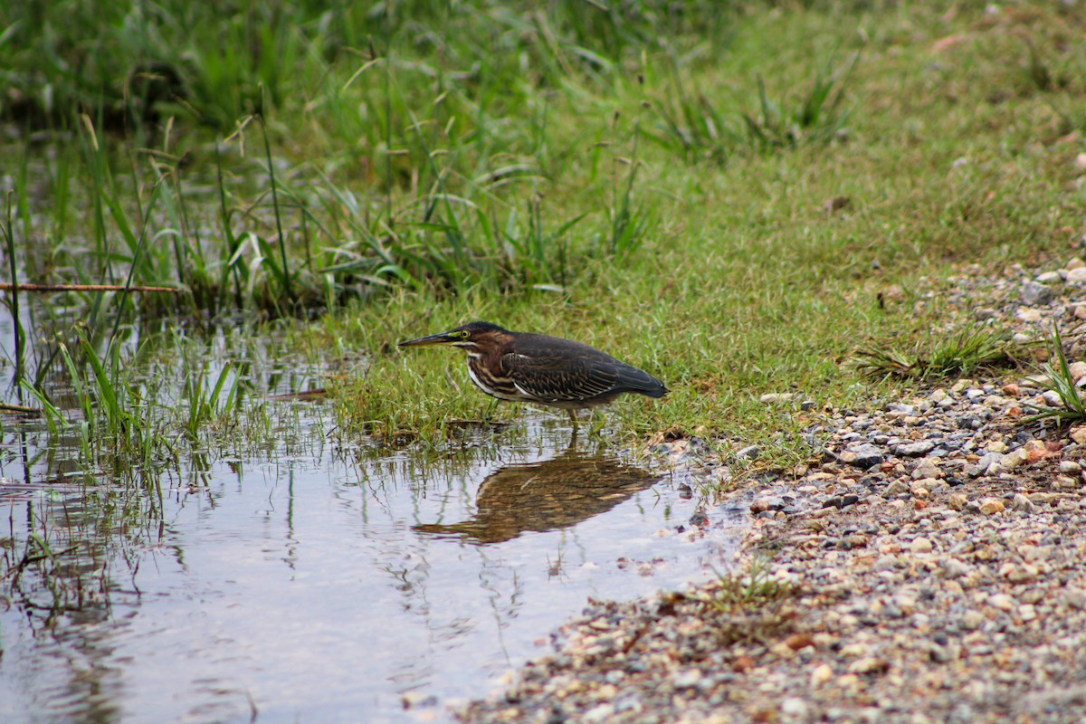 Green Heron - ML642408179