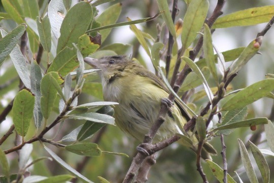 Yellow-green Vireo - ML642408184