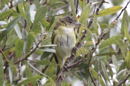 Yellow-green Vireo - ML642408185