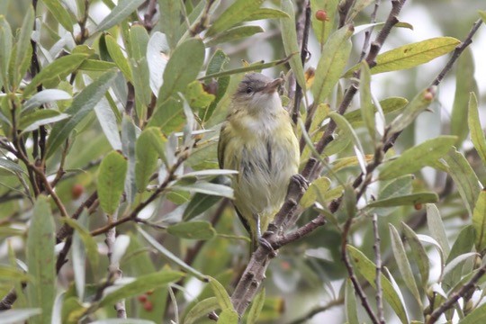 Yellow-green Vireo - ML642408186