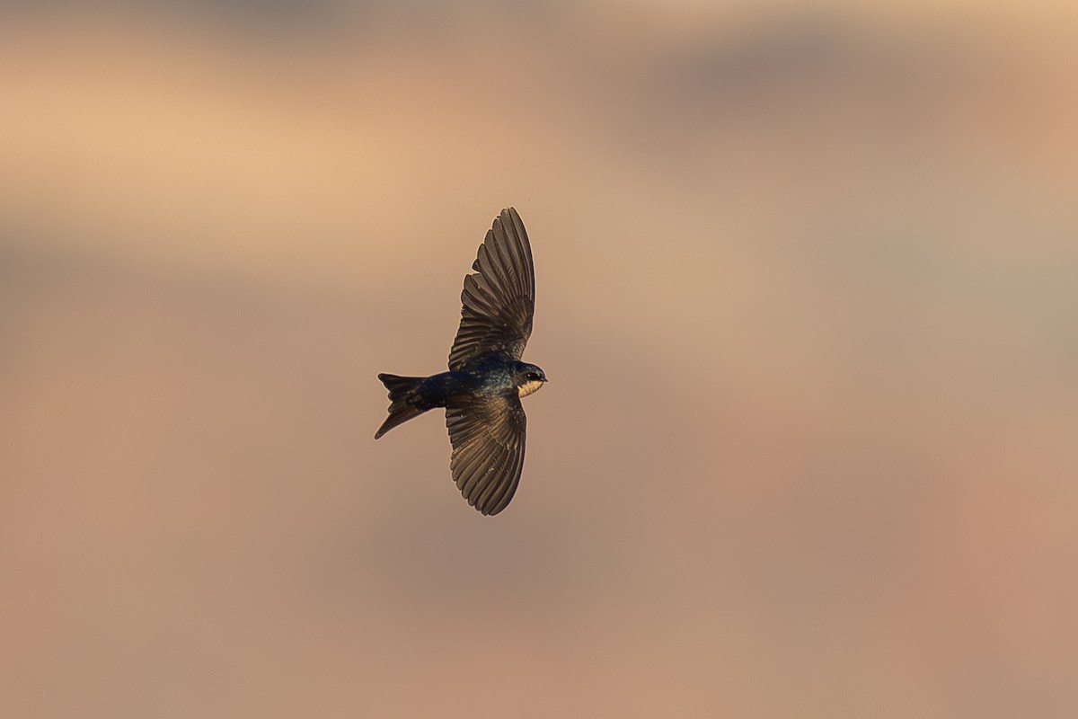 Brown-bellied Swallow - ML642408188