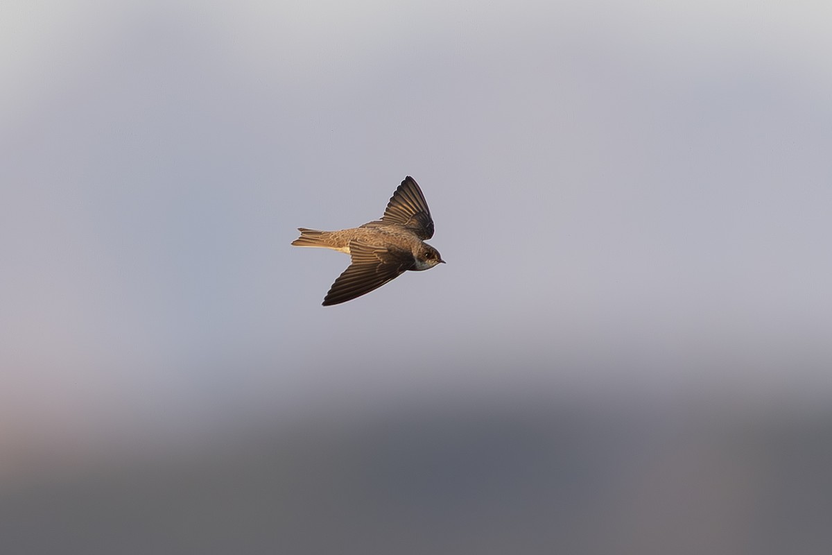 Brown-bellied Swallow - ML642408189