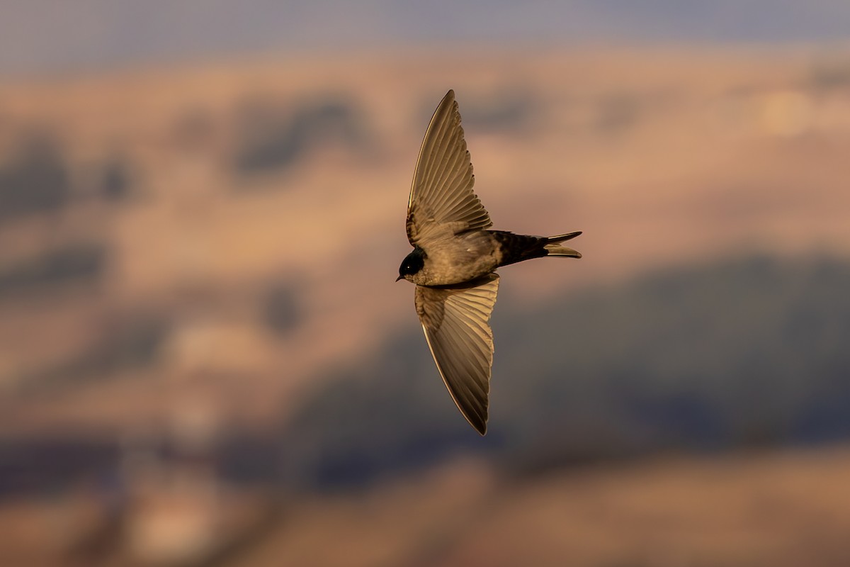 Brown-bellied Swallow - ML642408190