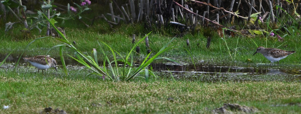 Least Sandpiper - ML642408205