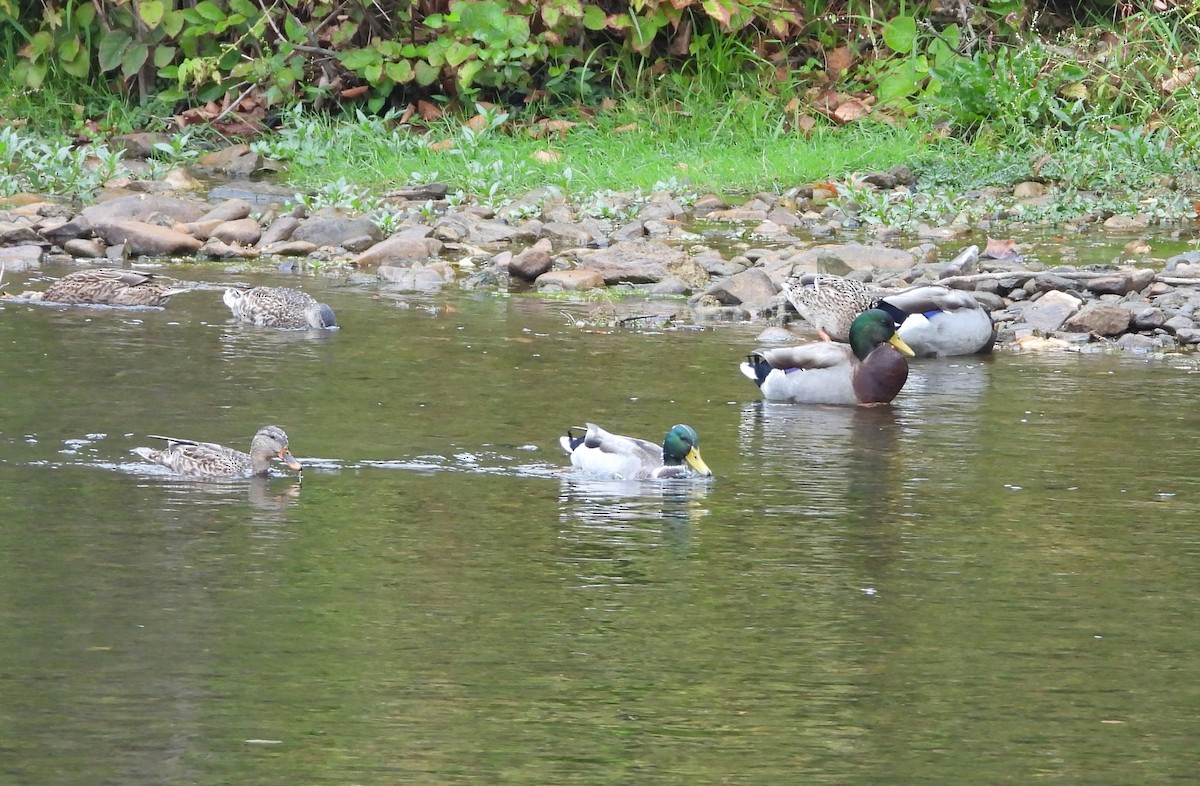 Mallard - ML642408207